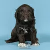 Photo №2 to announcement № 98483 for the sale of portuguese water dog - buy in Portugal breeder