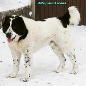 Additional photos: Puppy of the Central Asian Shepherd Dog (CAO, Alabai) white-fawn boy