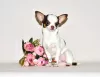 Additional photos: Lovely miniature princess. Chihuahua girl.