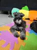 Additional photos: Miniature Schnauzer