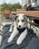 Photo №1. australian shepherd - for sale in the city of Tampere | negotiated | Announcement № 119815