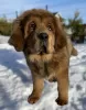 Photo №4. I will sell tibetan mastiff in the city of Minsk. from nursery - price - 951$