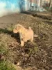 Additional photos: Lakeland terrier puppies