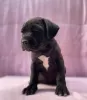 Photo №3. Cane Corso great bloodline champion puppies pedigree FCI. Poland