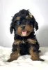 Additional photos: Cavapoo-cavapoo (Cavalier Toy Poodle)