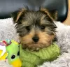 Photo №2 to announcement № 127301 for the sale of beaver yorkshire terrier - buy in United States 