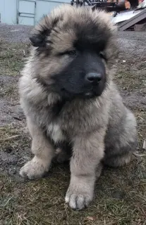 Additional photos: Caucasian Shepherd Dog. Puppies