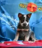 Additional photos: Australian Cattle Dog puppies