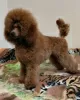 Additional photos: Miniature poodle puppies