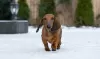 Photo №3. Standard dachshund puppies. Russian Federation