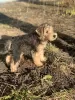 Additional photos: Lakeland terrier puppies