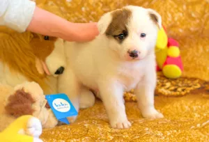 Photo №2 to announcement № 5760 for the sale of non-pedigree dogs - buy in Russian Federation private announcement