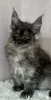 Photo №2 to announcement № 118442 for the sale of maine coon - buy in Poland breeder