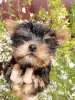 Additional photos: Baby-face Yorkie puppies are completely ready to go.