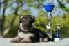 Photo №3. East European Shepherd puppies. Russian Federation