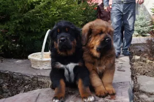 Additional photos: Tibetan mastiff. Puppies