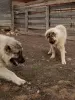 Additional photos: Caucasian Shepherd Puppies