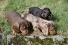 Photo №3. Dachshunds Puppies For Adoption. United States