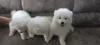 Additional photos: Samoyedic bear cubs