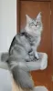 Photo №1. maine coon - for sale in the city of Ливерпуль | negotiated | Announcement № 112464