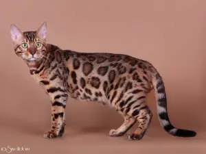 Additional photos: Bengal kittens with pedigree