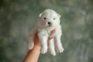 Additional photos: Puppies of a Samoyed dog (Samoyed) from the Kennel 