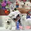 Photo №3. White fluffy samoyed puppies. Russian Federation