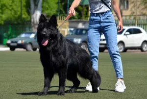 Additional photos: male black long-haired, KSU, 1.5 months