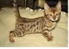 Photo №1. bengal cat - for sale in the city of Aubange | Is free | Announcement № 128910