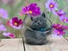 Photo №2 to announcement № 93376 for the sale of british shorthair - buy in United States private announcement