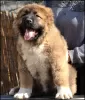 Photo №1. caucasian shepherd dog - for sale in the city of Belgrade | negotiated | Announcement № 37351