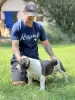 Additional photos: American bully with pocket on sale