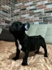 Photo №1. french bulldog - for sale in the city of Cologne | 380$ | Announcement № 128706