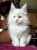 Photo №2 to announcement № 110824 for the sale of maine coon - buy in Germany private announcement, from nursery, breeder