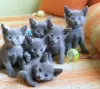 Photo №1. russian blue - for sale in the city of Uppsala | negotiated | Announcement № 97885