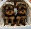 Additional photos: Beautiful male and female Toy poodle puppies,