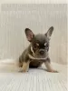 Photo №3. French bulldog Puppies for free adoption. United States