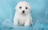 Photo №1. bichon frise - for sale in the city of Мёнхенгладбах | 581$ | Announcement № 127489