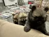 Additional photos: (6) Gorgeous Pomeranian Puppies 