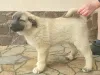 Additional photos: Turkish Kangal puppies