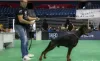 Additional photos: DOBERMAN puppies of the highest quality