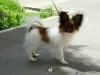 Additional photos: Papillon puppy boy - Marie Ross Julian