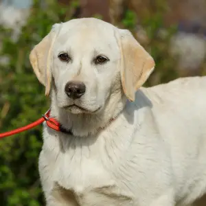 Additional photos: Labrador Retriever Puppies