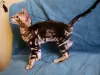 Additional photos: Bengal kittens