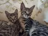 Photo №1. savannah cat - for sale in the city of Tallinn | 1585$ | Announcement № 118537