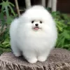 Photo №2 to announcement № 130643 for the sale of pomeranian - buy in Germany private announcement