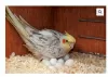 Photo №3. Baby African Grey Parrot and parrots eggs for sale. Cambodia