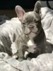 Photo №1. french bulldog - for sale in the city of Echuca | 250$ | Announcement № 129471