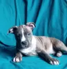 Additional photos: American Staffordshire Terrier puppies