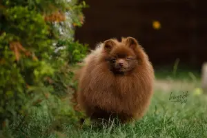 Additional photos: German Spitz brown